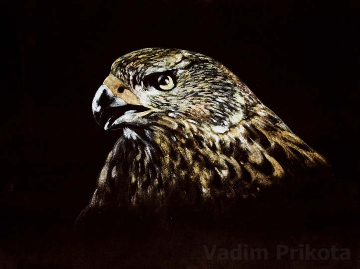 Hawk